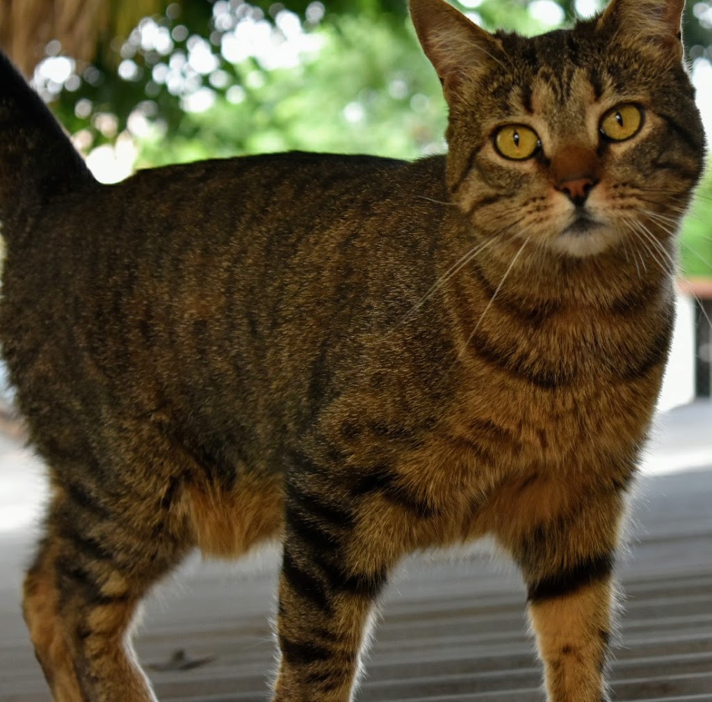 Gato