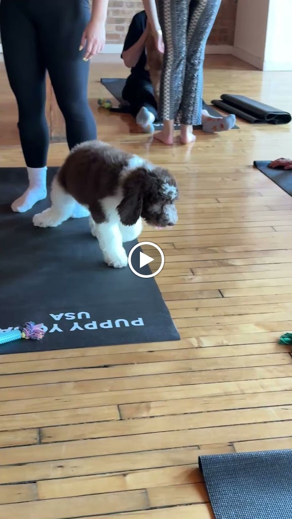  Puppy Yoga USA