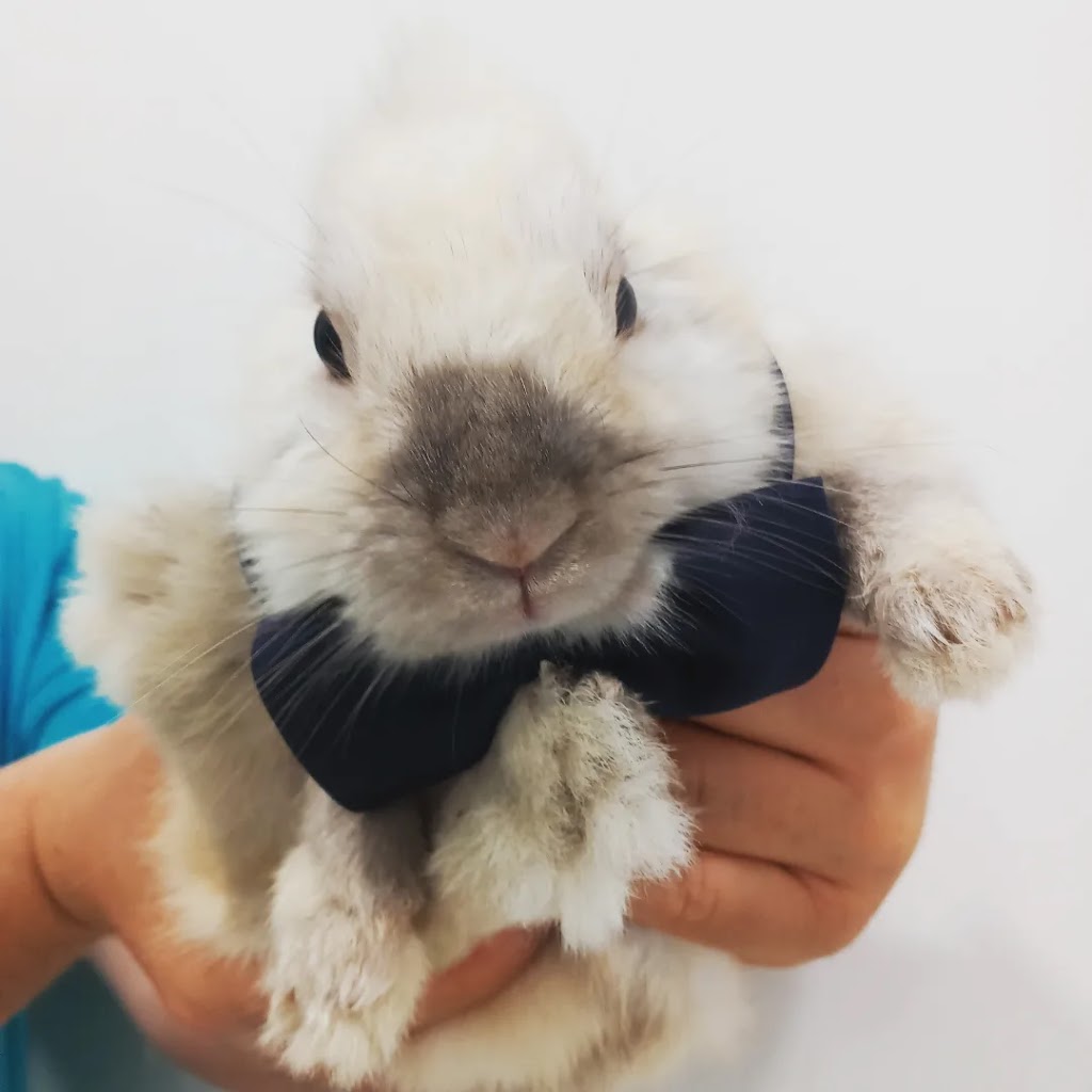 Clinica Veterinaria Ilustres Mascotas — Conejo