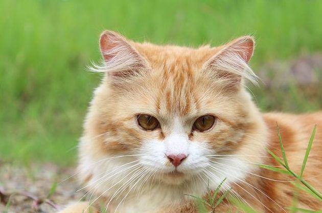 Clinica Veterinaria Leioa — Gato