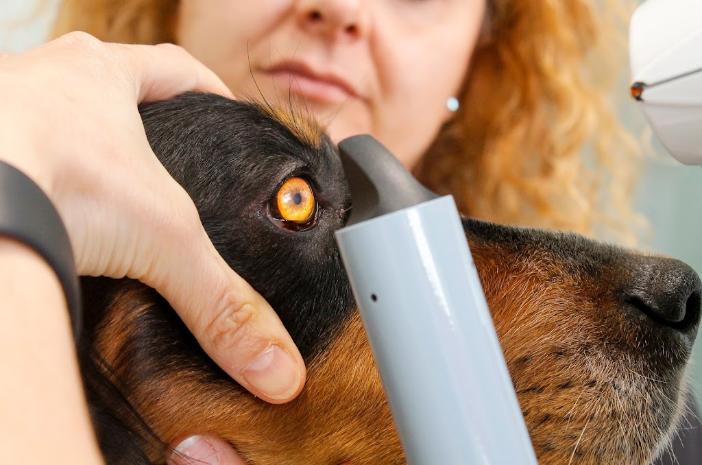Centro Oftalmologico Veterinario Vission