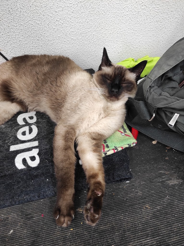 CLINICA VETERINARIA GATASSA — Del propietario