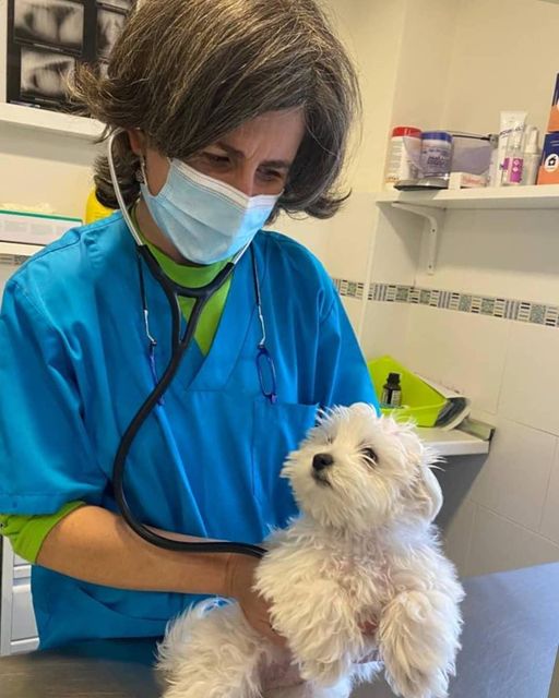 Clinica veterinaria Darwin — Perro
