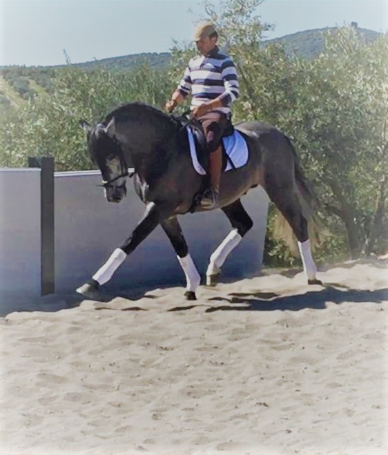 Centro Ecuestre LA QUERENCIA. Alcala la Real.