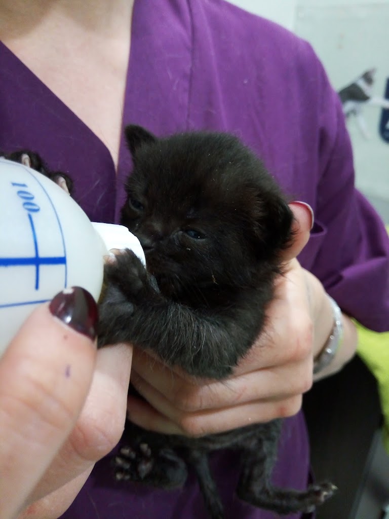 Clinica Veterinaria Marta Gil "Love Pets