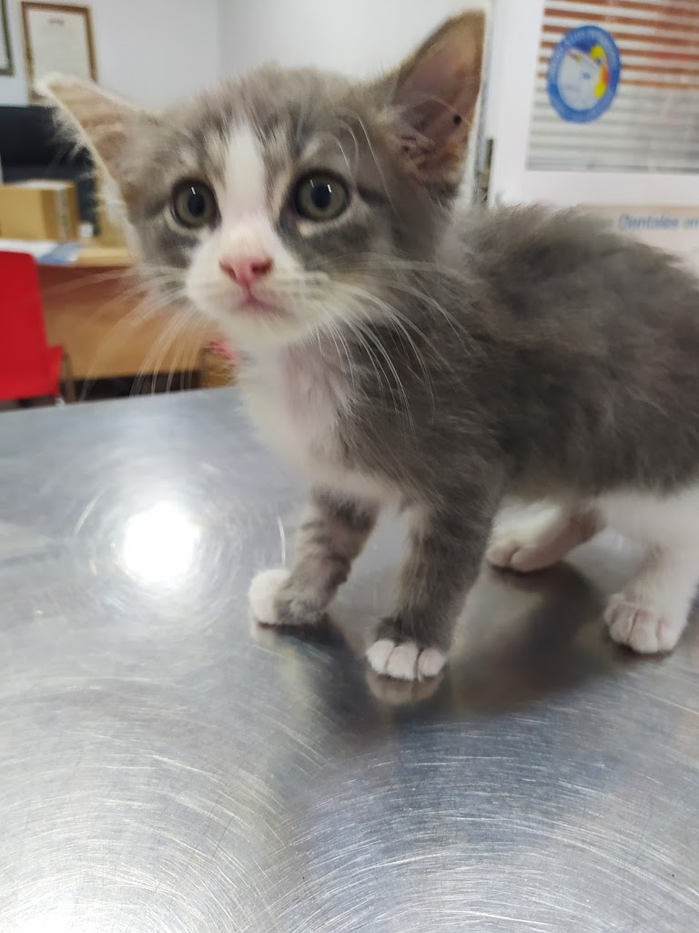 Gato