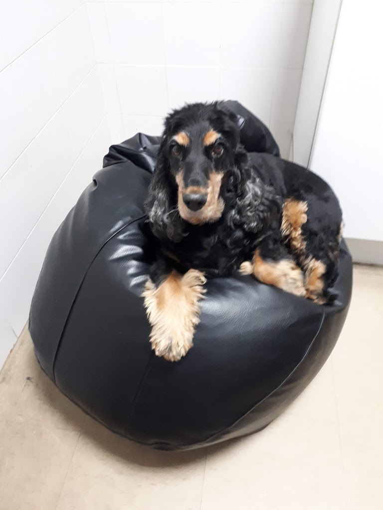 Centro Veterinario Area Central Sl — Perro