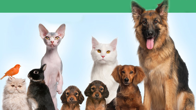 Clinica Veterinaria El Calvario