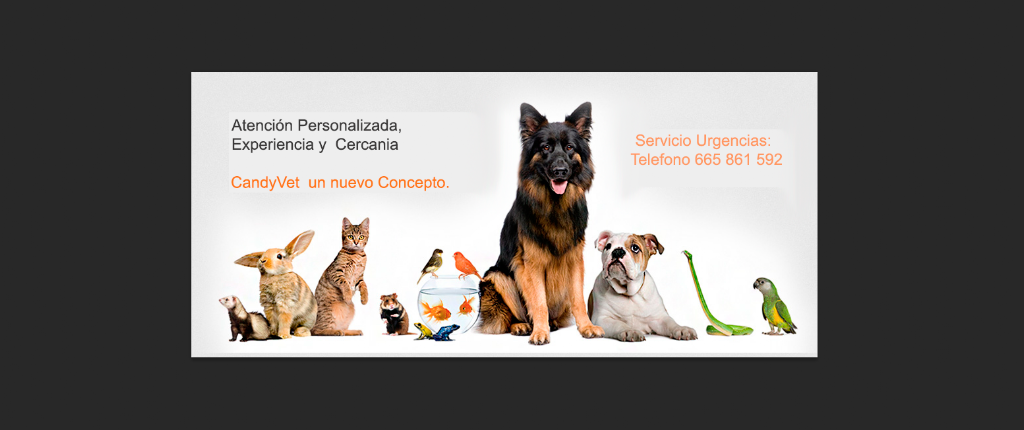 Candyvet — Del propietario