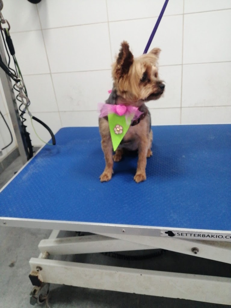 Clinica Veterinaria Las Medianias II — Del propietario