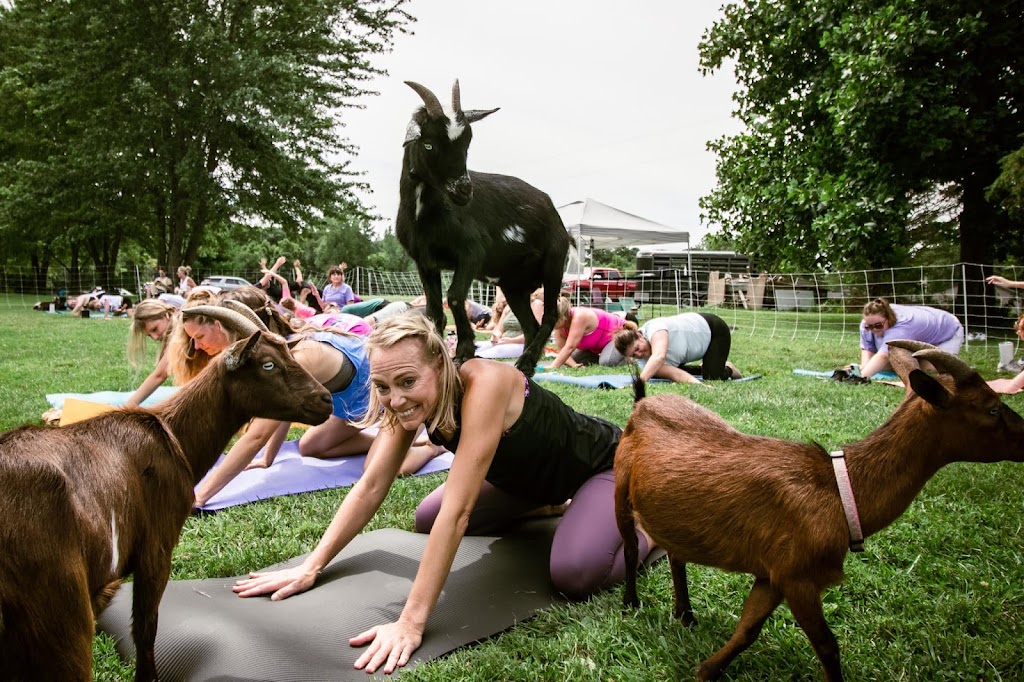  Goat Yoga of Missouri