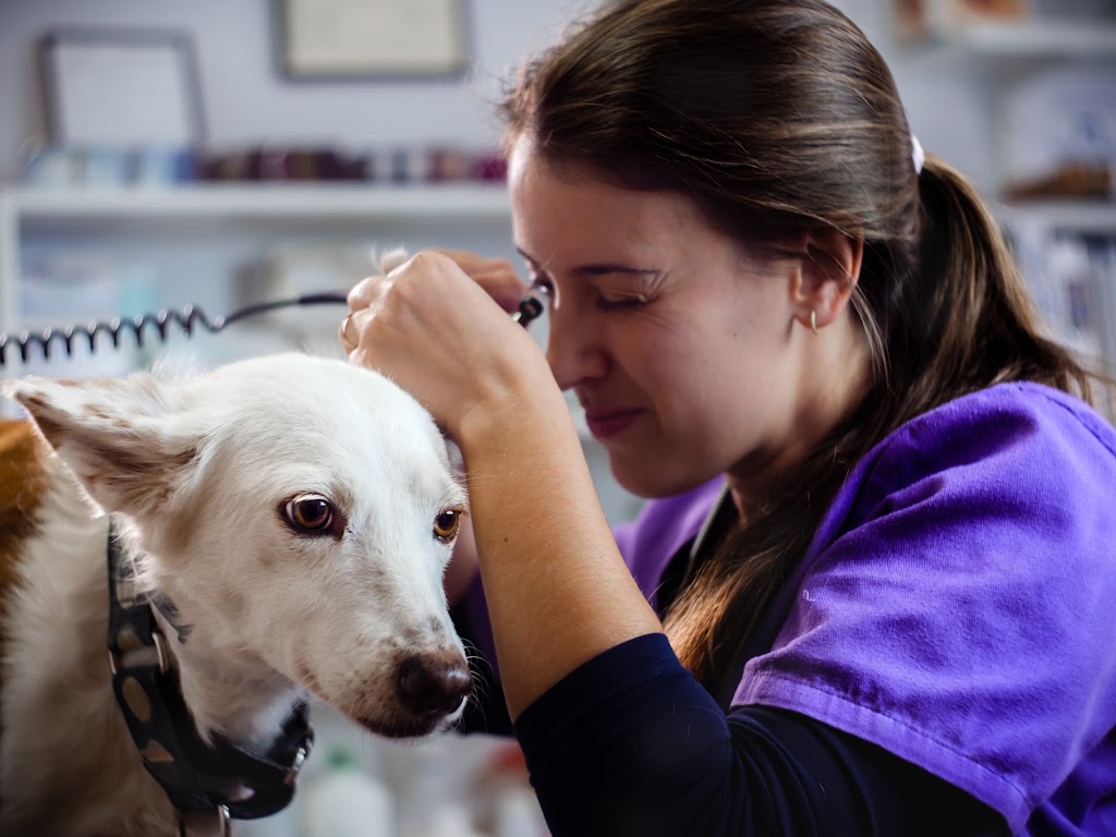 Clinica Veterinaria Plaza la Virgen Cullera — Perro
