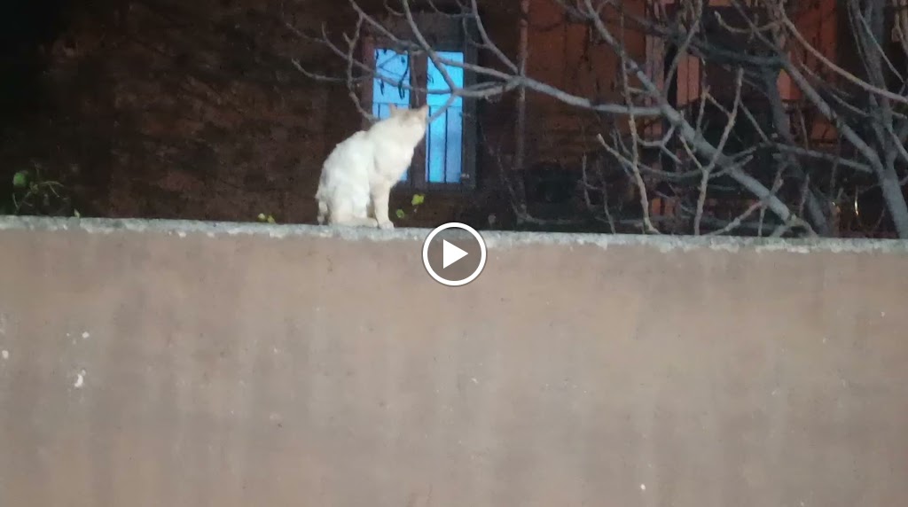 Meson El Jujo — Videos