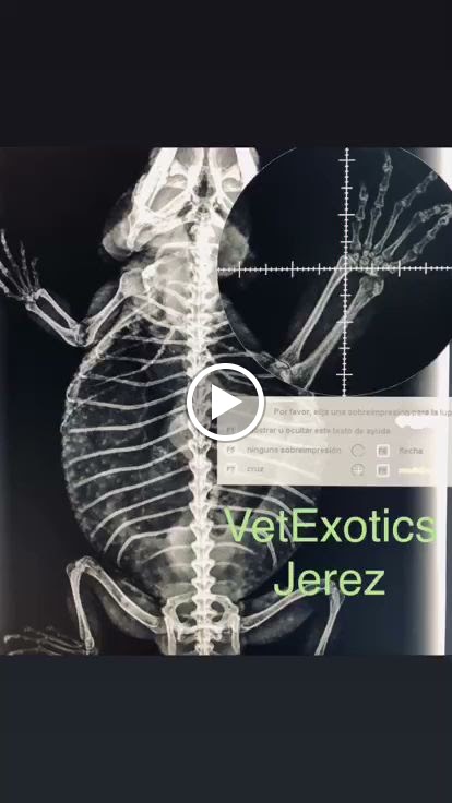 Clinica Veterinaria VetExotics — Videos