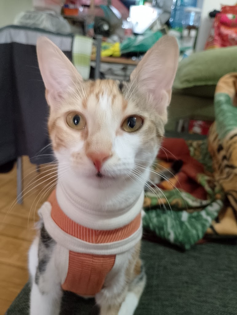 Gato
