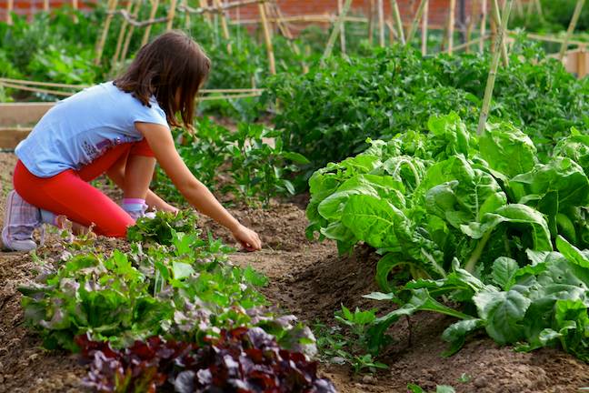 Alegria de la Huerta, Huertos de Ocio