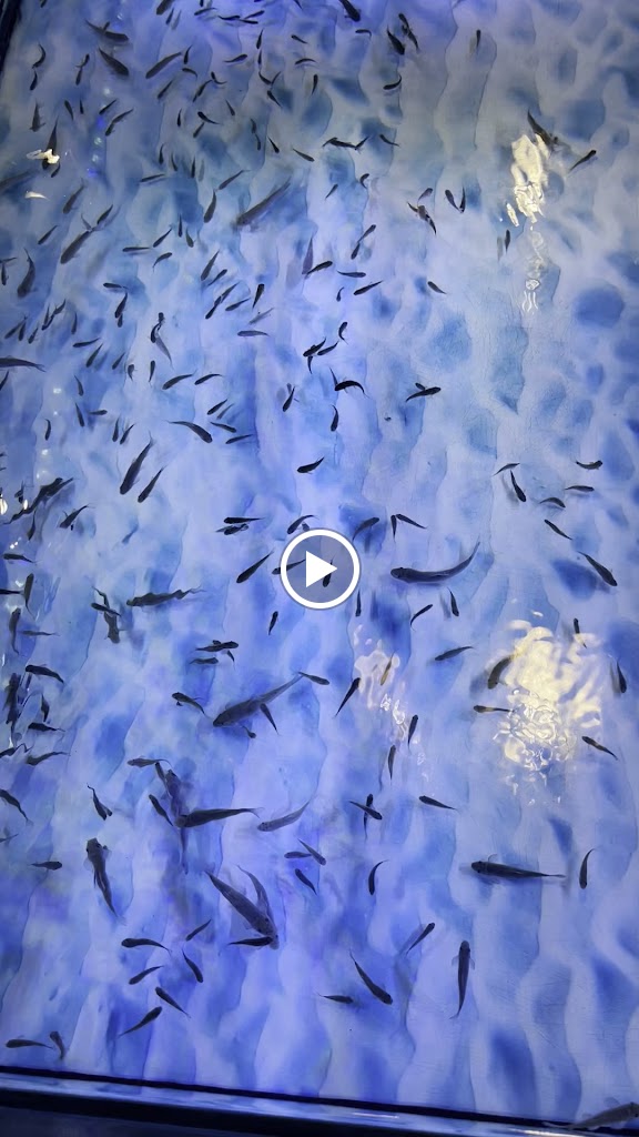 Nam Nam fish spa — Videos