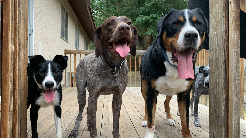 Dog day care center in Sandy