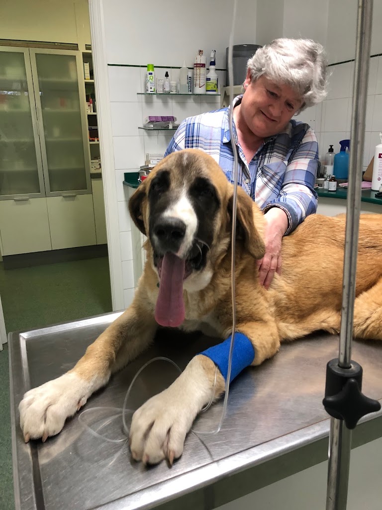 Centro Veterinario de Marin — Perro