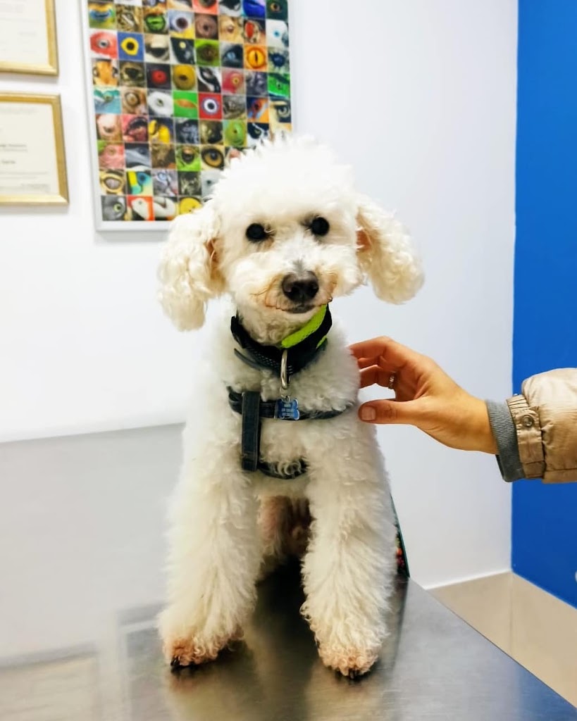HISPALVET VETERINARIOS — Perro