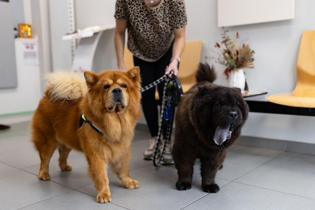 Clinica Veterinaria Villalba — Perro
