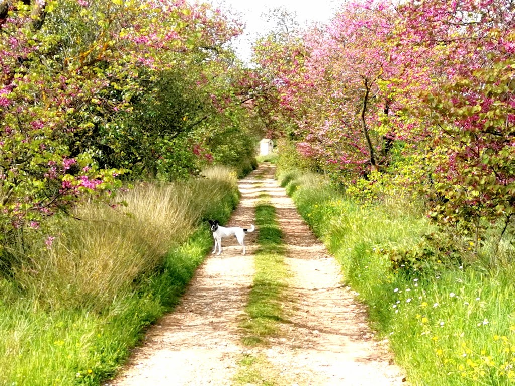 Paseo de los Arboles del Amor