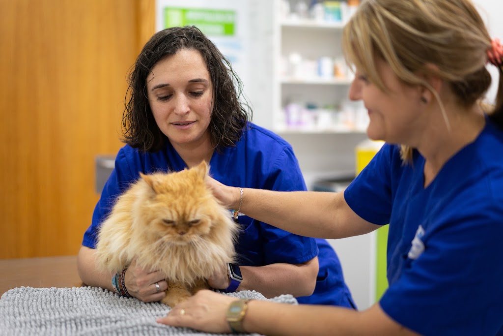 Hospital de Urgencias Veterinarias Region de Murcia — Del propietario