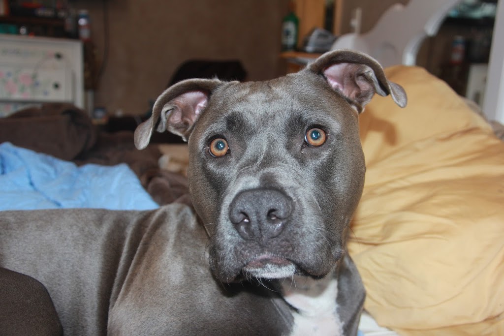 Perro