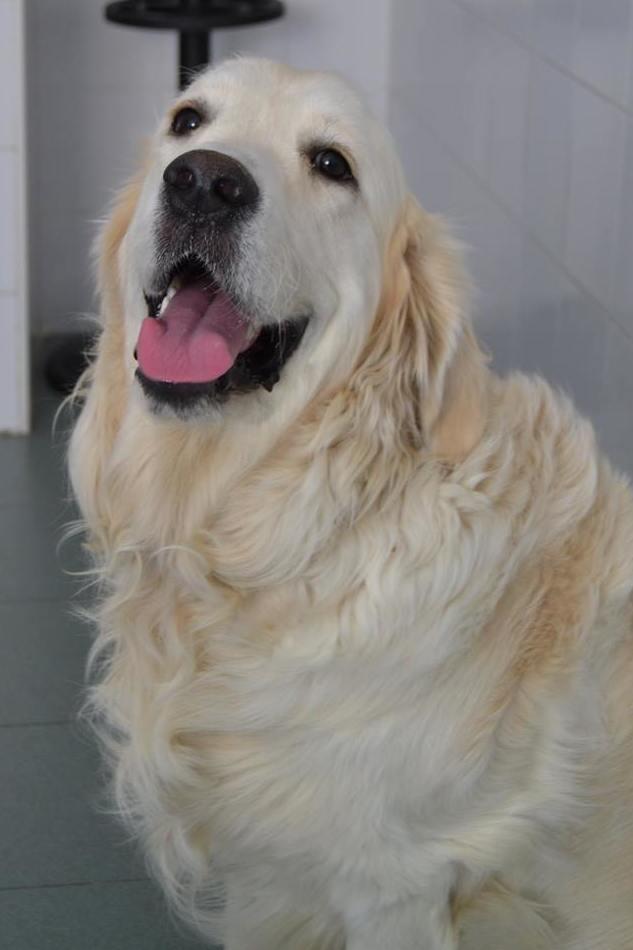 Clinica Veterinaria San Anton — Perro