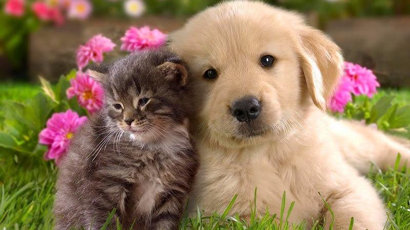 Alzivet Clinica Veterinaria