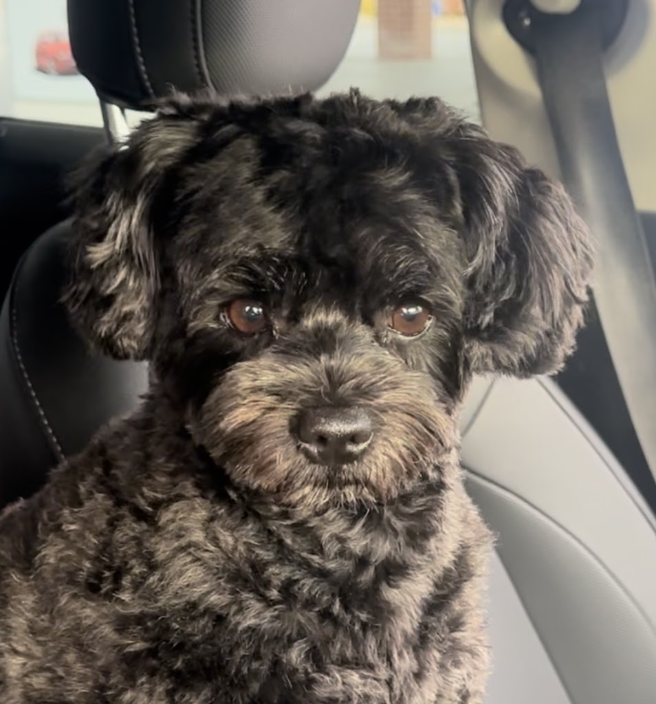 Dog