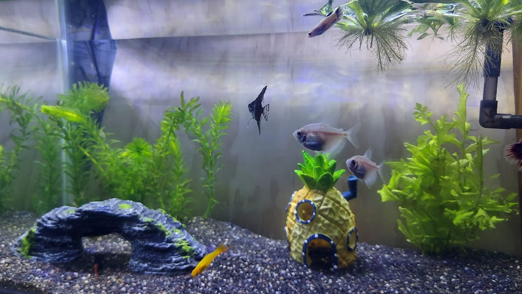 Acuario