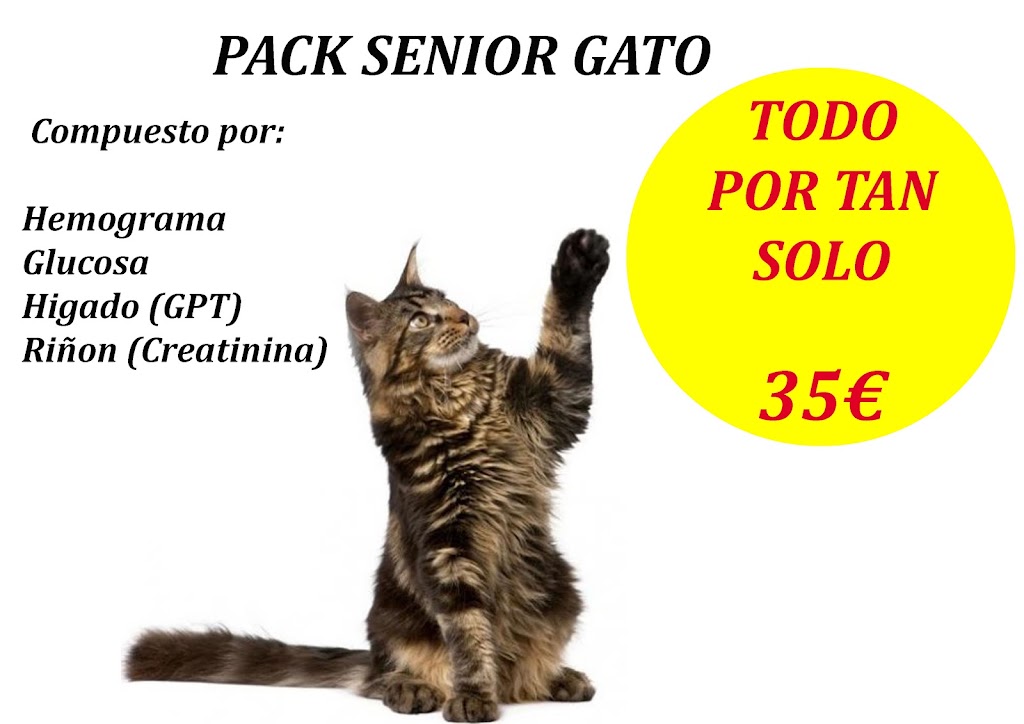 Clinica Veterinaria Linneo — Gato