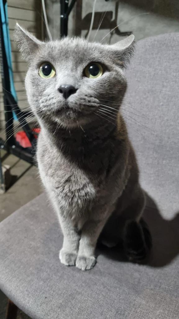 Gato