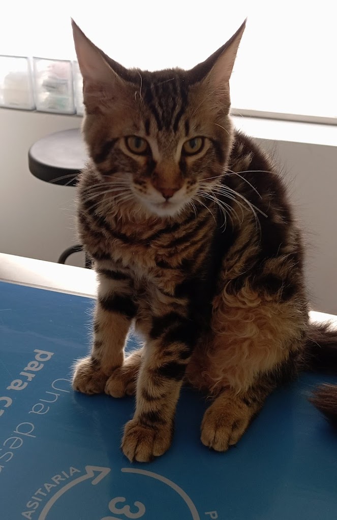 Huella Cat Consultorio Veterinario Santa Fe