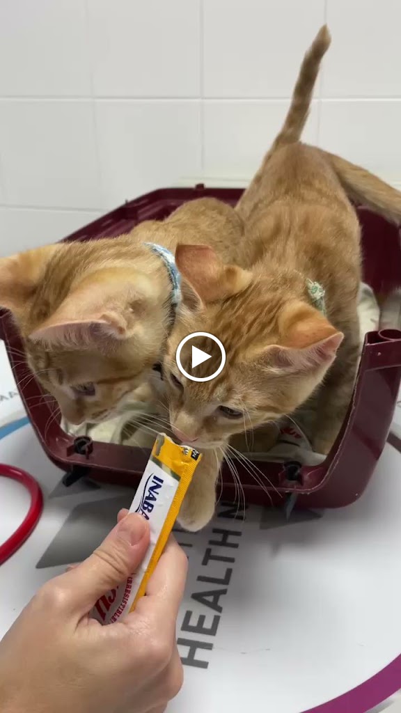 Clinica veterinaria Lluna Plena — Videos