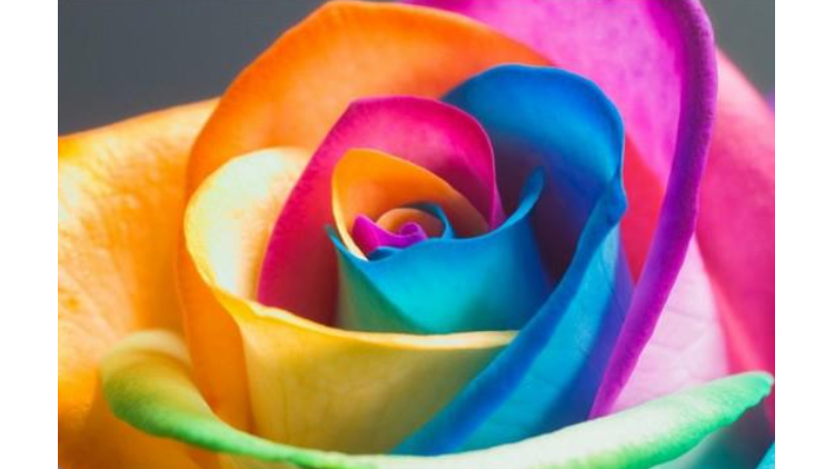 Belleview Florist Inc