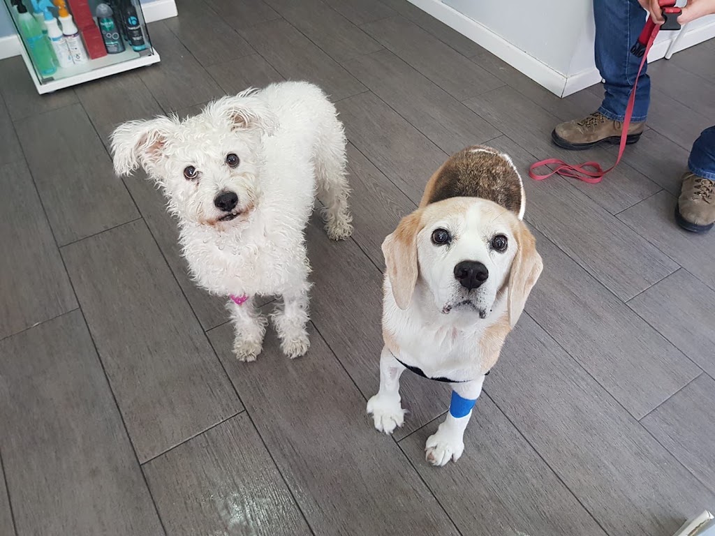 Clinica Veterinaria Mahes — Perro