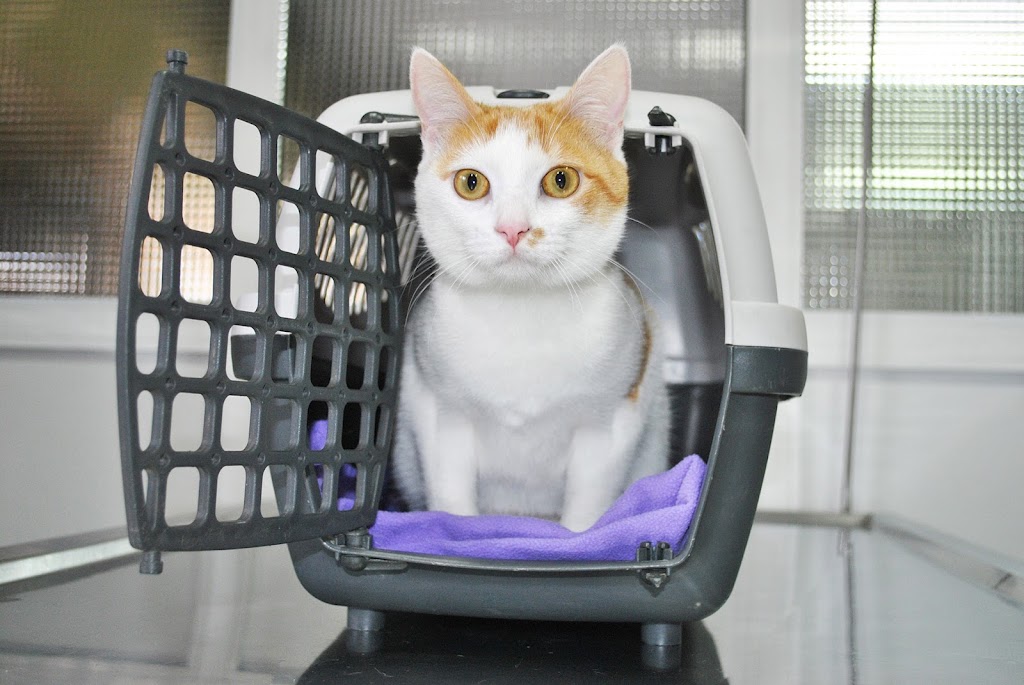 Clinica Veterinaria Escaleritas — Del propietario
