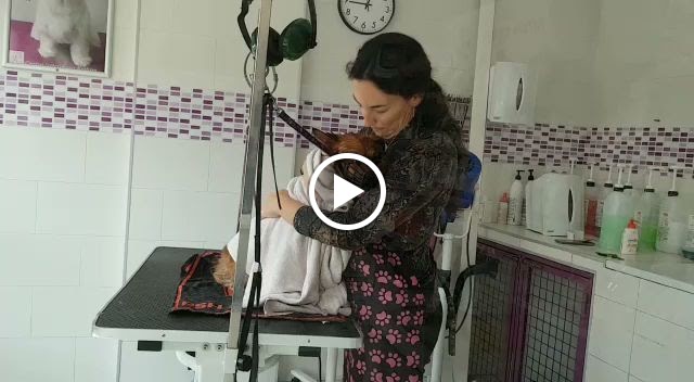 Centro Veterinario Azahara — Videos