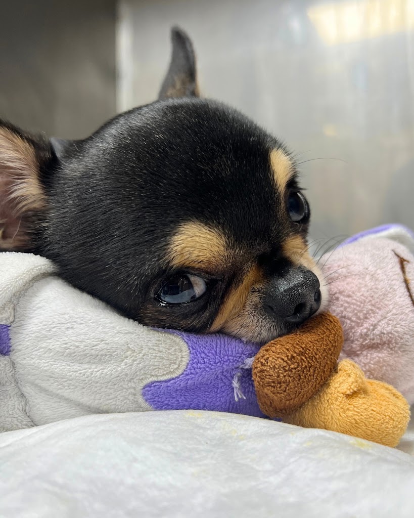 Hospital Veterinario Urvemace — Del propietario