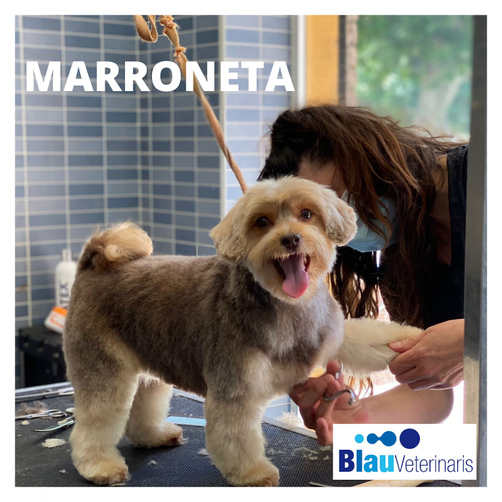 Blau Veterinaris Arenys de Mar — Perro