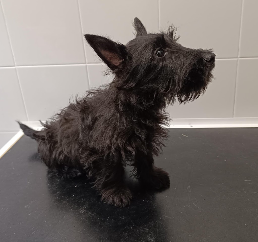 UN PELUDO EN CASA (clinica veterinaria en Getafe) — Perro