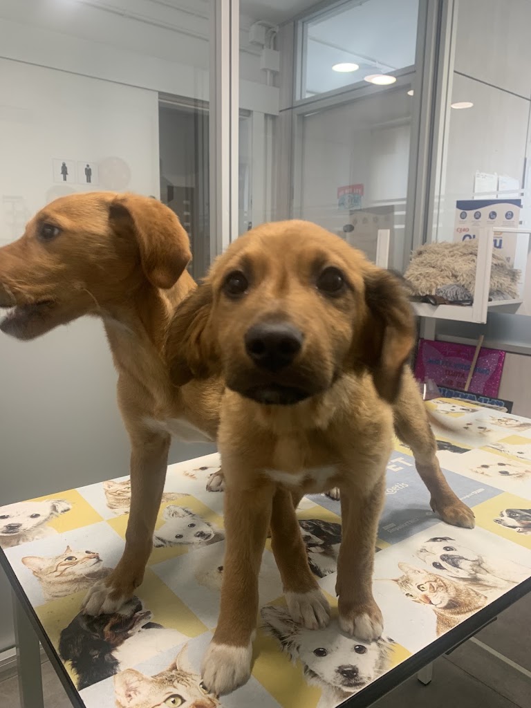 Maricel veterinaris — Del propietario