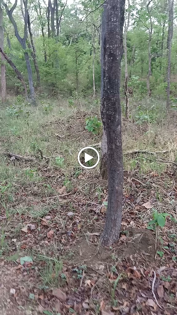 Videos