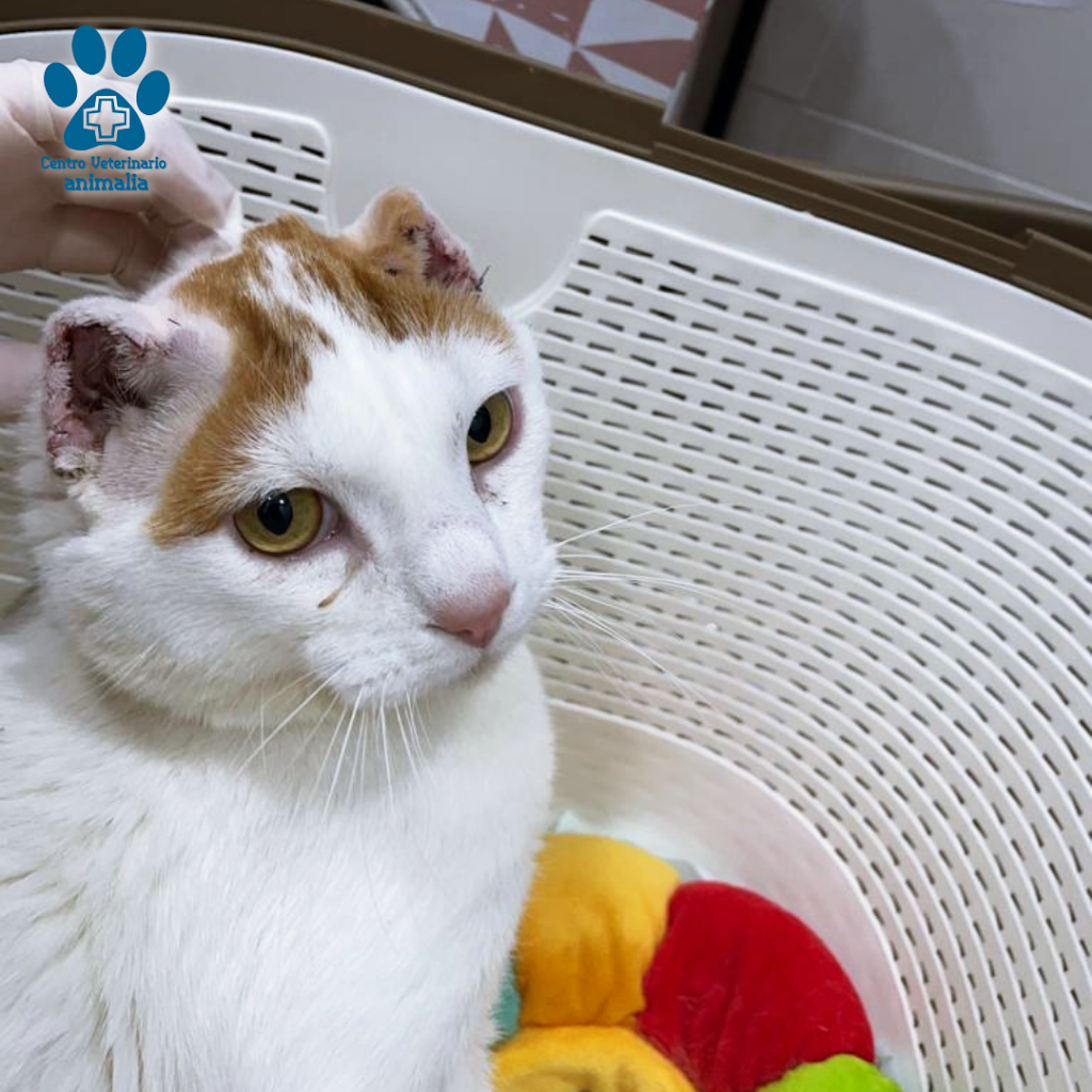 Centro Veterinario Animalia - Urgencias Chiclana — Gato