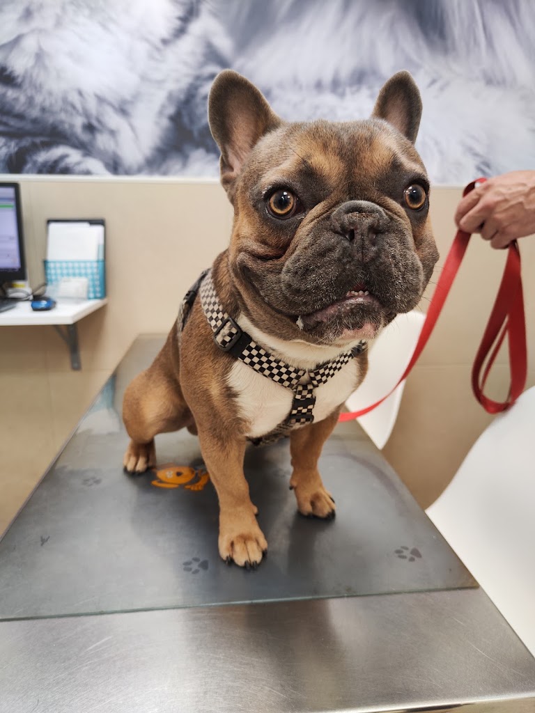 AniCura Canis i Felis Hospital Veterinario — Del propietario