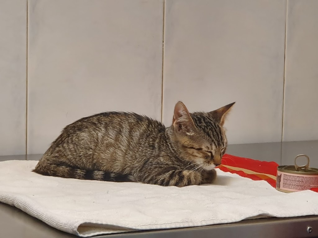 Clinica Veterinaria Don Felix — Del propietario