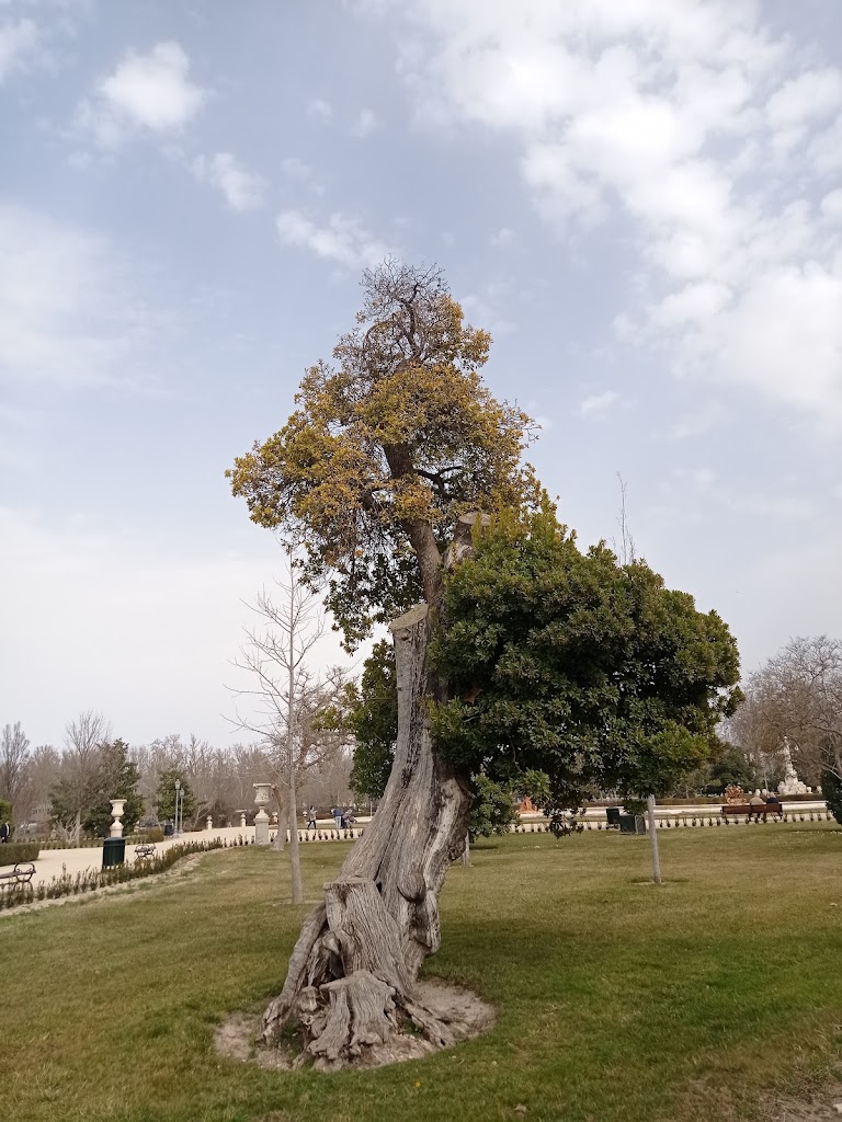 Madrono — Jardin del Parterre