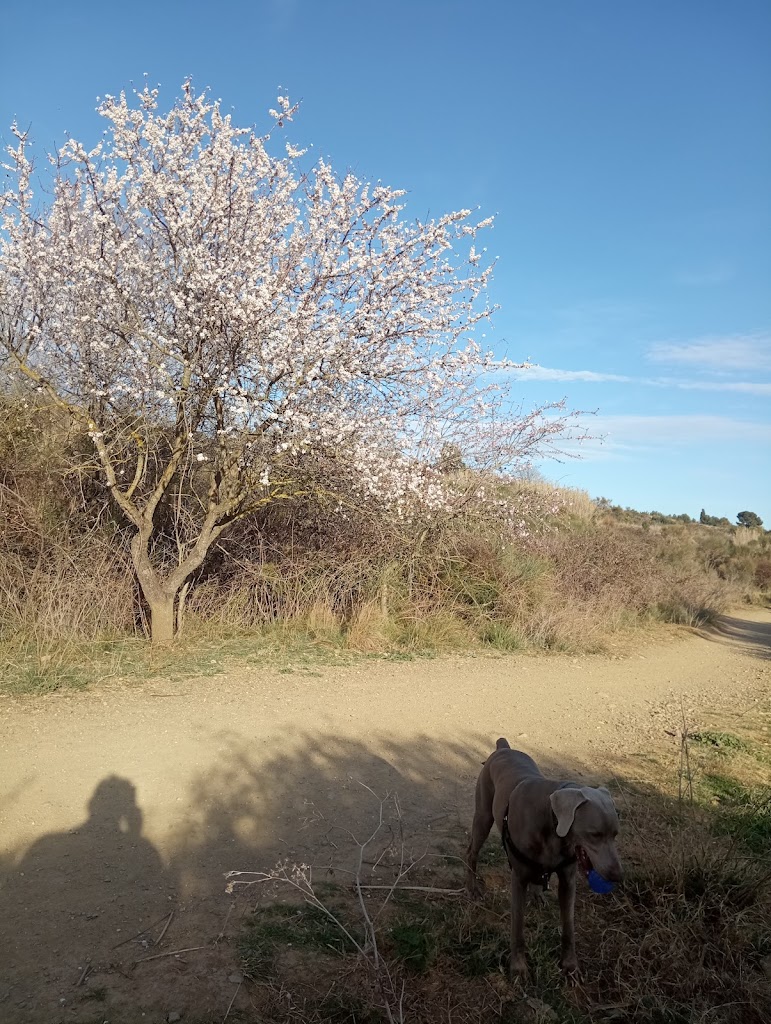 Can Cardus de les Orioles